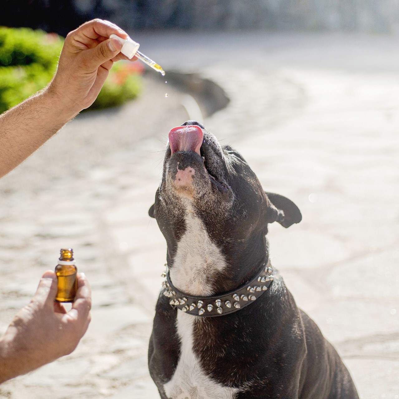cbd-oil-dogs-g3f973785d_1920_1